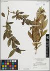 Foto von Salix pentandra L.
